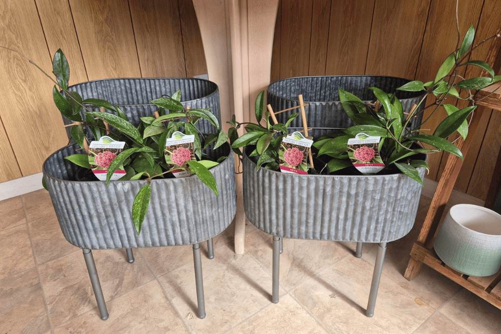 Plants for sale Murrumbateman